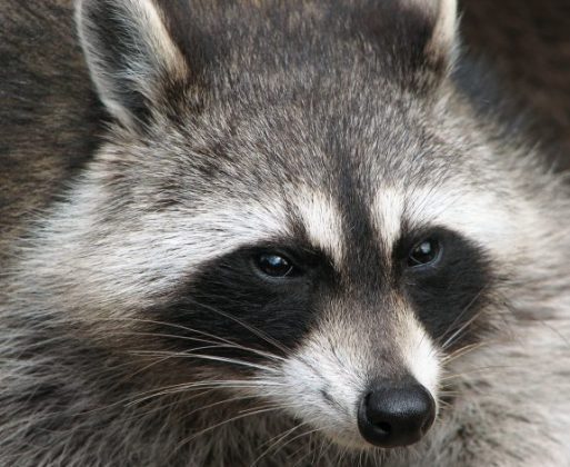 Raccoon_Procyon_lotor_2-e1477944527311
